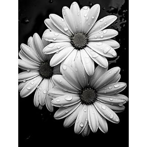 DIY 5D Diamond Art Painting Kits for Adults Black and White Daisy Flower Round Full Drill Canvas Gems Cross Stitch Art Kit Painting by Diamond Mosaic Craft for Home Decoration 40x50cm(1)