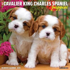 Willow Creek Press Cavalier King Charles Spaniel Puppies Monthly 2025 Wall Calendar (12" x 12")
