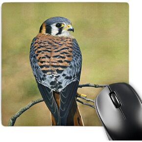 3dRose LLC 8 x 8 x 0.25 Male American Kestrel Bird Adam Jones Mouse Pad (mp_83579_1)