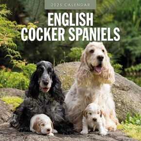 تقويم حائط شهري من Red Robin 2025 English Cocker Spaniels | 12 بوصة × 24 بوصة مفتوح | ورق سميك وقوي ممتاز | تقويم قابل للتعليق لمدة 12 شهرًا | خالي من البلاستيك | الصفحة الانتقالية لمدة 4 أشهر لعام 2024 in Saudi Arabia