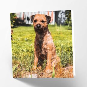 Maturi Border Terrier Dog Photographic Blank Birthday Greetings Card, 6" x 6" Square
