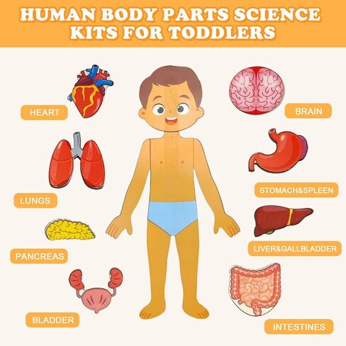 Wooden Body Puzzles for Kids, Toddler Montessori 14 Pieces Boy Anatomy Puzzle, Human Body Learning Toy with Internal Organs Early STEM Educational Toy for Boys and Girls Ages 3 4 5 6 Years Old in Saudi Arabia