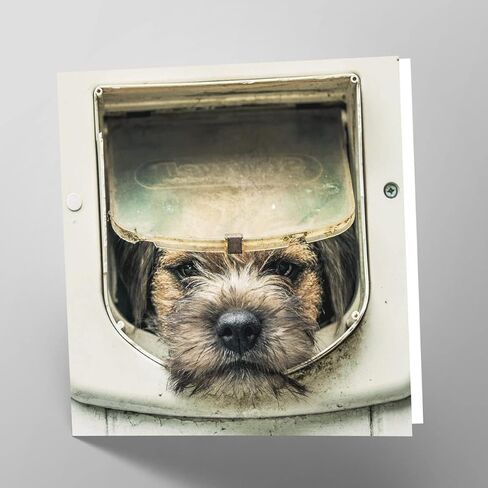 Maturi Border Terrier Dog Photographic Blank Birthday Greetings Card, 6" x 6" Square in Kuwait