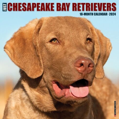 Willow Creek Press Chesapeake Bay Retrievers Monthly 2024 Wall Calendar (12" x 12") in Saudi Arabia