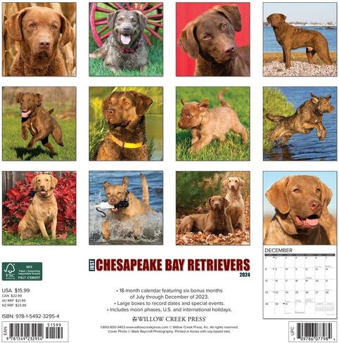 Willow Creek Press Chesapeake Bay Retrievers Monthly 2024 Wall Calendar (12" x 12") in Saudi Arabia