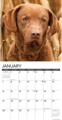 Willow Creek Press Chesapeake Bay Retrievers Monthly 2024 Wall Calendar (12" x 12") in Saudi Arabia