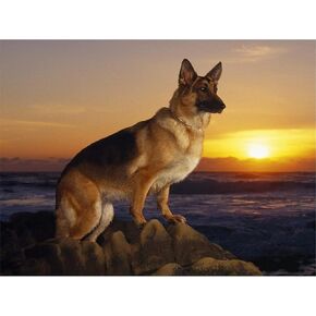 Zimal German Shepherd Diamond Painting Full Round Stone Dog Diamond Embroidery of Rhinestones DIY Hobby Needlework Paint Art 11.8 X 15.8 Inch