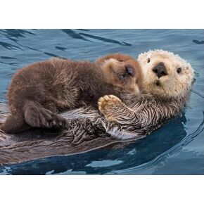 Diamond Art Painting Wildlife Animal Wall Decor Sea Otter & Pup Baby (4) Kit for Adults Full Drill Diamond Art Painting by Number Kits Gem Art Wall Home Decor(15.8 x11.8inch)
