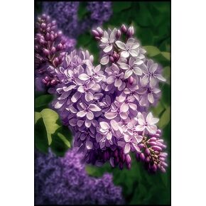 STOJAN Hazy Purple Lilacs Diamond Painting Kits, Diamond Painting Adults and Children Fun DIY Art 5D Full Diamond Paste Process, Suitable for Room Decor Club Decor Or Gift Giving-8X12Inch