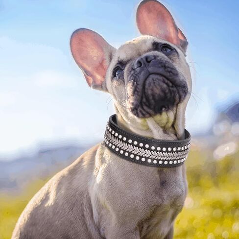 PET ARTIST Soft Leather Dog Collars for Medium Dogs, Luxury Genuine Leather Dog Collar with Rivet Studded, 2 inch Wide Heavy Duty Dog Collar Adjustable for Pit Bull Great Dane Fit 15-18" in Kuwait