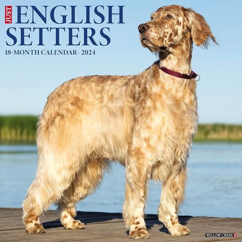 تقويم حائط Willow Creek Press English Setters الشهري لعام 2024 (12 بوصة × 12 بوصة) in Saudi Arabia