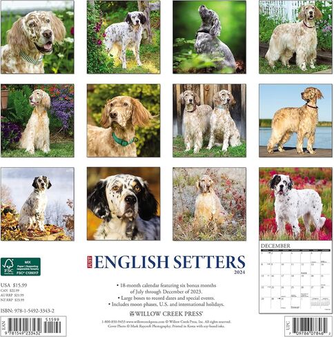تقويم حائط Willow Creek Press English Setters الشهري لعام 2024 (12 بوصة × 12 بوصة) in Saudi Arabia