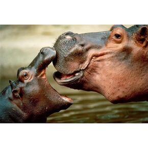 Jigsaw Puzzle 1000 Piece Hippo Family Classic Puzzle 3D Puzzle DIY Kit Wooden Toy Unique Gift Home Decor