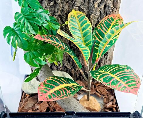 نباتات الزواحف Woyrise لديكور Terrarium، نبات اصطناعي لموائل البرمائيات، ملحقات خزان التنين الملتحي تناسب Gecko Lizard Chameleon Ball Python Snake Frog - Ficus Microcarpa in Kuwait