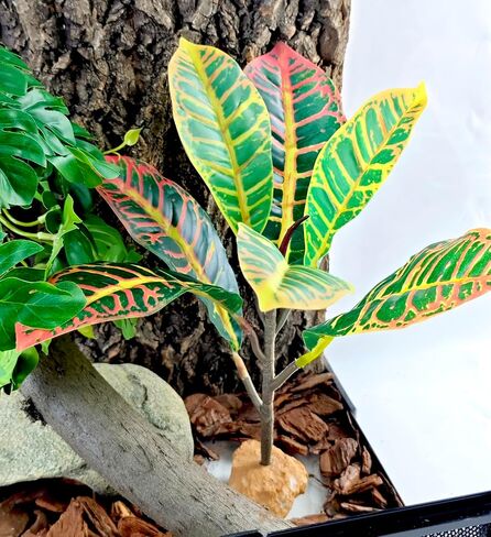 نباتات الزواحف Woyrise لديكور Terrarium، نبات اصطناعي لموائل البرمائيات، ملحقات خزان التنين الملتحي تناسب Gecko Lizard Chameleon Ball Python Snake Frog - Ficus Microcarpa in Kuwait