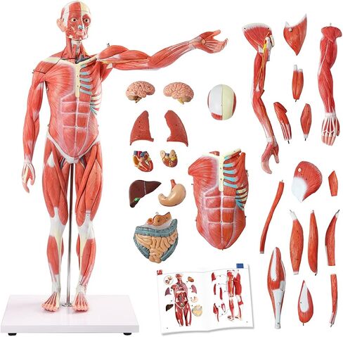 EVOTECH Human Muscle Model-20" Miniature Muscular System Model, Human Muscular Figure Human Body Anatomy Model for Medical Physiology Study Teaching Tool in Saudi Arabia