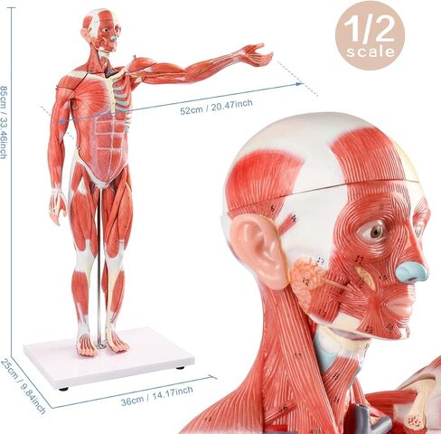 EVOTECH Human Muscle Model-20" Miniature Muscular System Model, Human Muscular Figure Human Body Anatomy Model for Medical Physiology Study Teaching Tool in Saudi Arabia