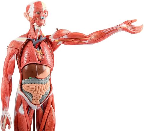 EVOTECH Human Muscle Model-20" Miniature Muscular System Model, Human Muscular Figure Human Body Anatomy Model for Medical Physiology Study Teaching Tool in Saudi Arabia
