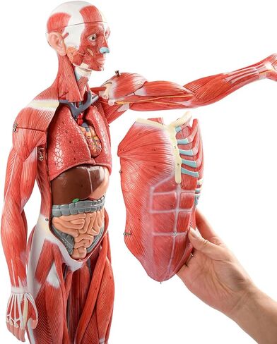 EVOTECH Human Muscle Model-20" Miniature Muscular System Model, Human Muscular Figure Human Body Anatomy Model for Medical Physiology Study Teaching Tool in Saudi Arabia