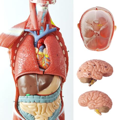 EVOTECH Human Muscle Model-20" Miniature Muscular System Model, Human Muscular Figure Human Body Anatomy Model for Medical Physiology Study Teaching Tool in Saudi Arabia