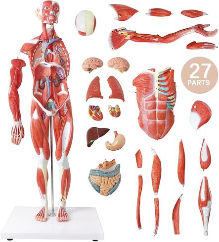 EVOTECH Human Muscle Model-20" Miniature Muscular System Model, Human Muscular Figure Human Body Anatomy Model for Medical Physiology Study Teaching Tool in Saudi Arabia