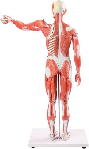 EVOTECH Human Muscle Model-20" Miniature Muscular System Model, Human Muscular Figure Human Body Anatomy Model for Medical Physiology Study Teaching Tool in Saudi Arabia