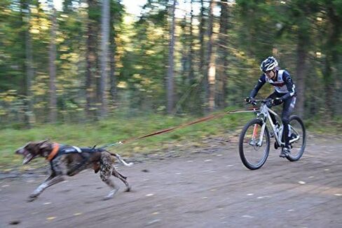 Non-stop dogwear Bike Antenna Dog Bike Attachment, Hands Free Bicycle Dog Exerciser for Safety, Bikejoring Equipment. in Saudi Arabia