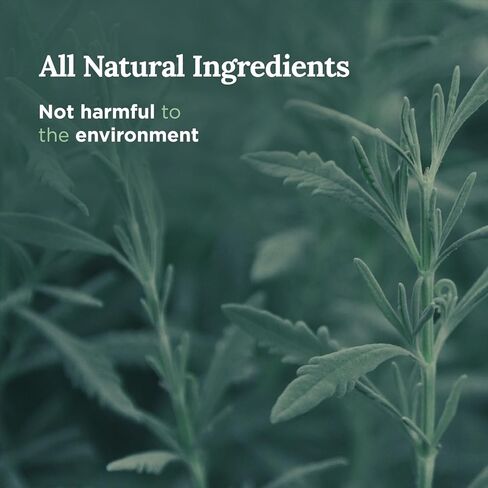 Magnificent 101 Set of 3 Long Lasting Pure Sage Smudge Candles | 42 Hour Burn - 3.5 Oz Each | Made of Soy Wax Candle for House Energy Cleansing, Meditation & Manifestation in Kuwait