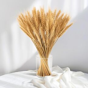 Sukh 100 Stems Dried Wheat Stalks for Decor Wheat Sheaves Wheat Grass Decor Natural Wheat Bunch Wheat Decor Natural Wheat Stalks Dried Flowers for Home Wedding Table Farmhouse Decor 12.9 Inches