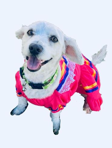 Escaramuza dog dress/Mexican dog dress (Large, Pink) in Kuwait