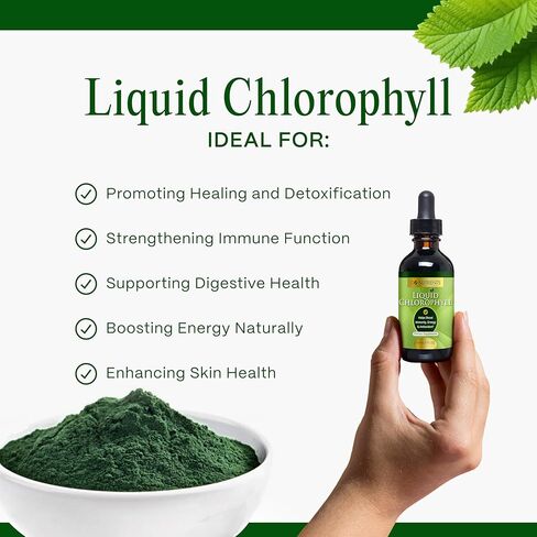Go Nutrients Liquid Chlorophyll, Mulberry Derived Supplement, Chlorophyll Liquid Drops for Internal Deodorant, Energy, Digestion & Skin, Mint Flavor, Non-Diluted, 2oz | 118 Servings in Kuwait