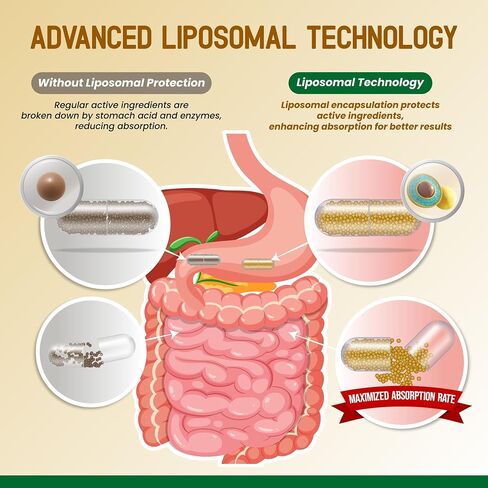 Liposomal Ginger 5000mg Turmeric 1000mg Lemon Balm 1000mg Cinnamon 500mg -Support Digestion, Immunity, Joints - 120-day Supply - Made in The USA in Saudi Arabia