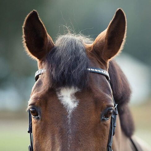 HORZE Weston Padded Leather Snaffle Bridle with Flash Noseband and Web Reins | English Bridle for Horses in Saudi Arabia