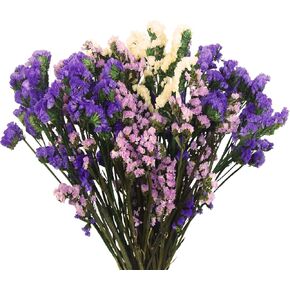 Dried Flowers Bundles Forget Me Not with Stems Natural Dried Flowers Purple Pink and White Preserved Dried Flowers Bouquet for Floral Arrangements Wedding Party DIY Resin Vase Home Decoration