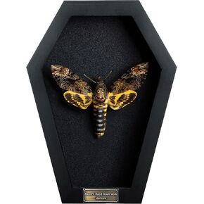 Real Dead Head Moth Coffin Black Frame Gothic Decor Dried Specimen Taxidermy Gift Entomology Curiosities Crystal Shelf Shadow Box Display Oddity Hanging Display Table Wall Home Decor CF18-01-DE