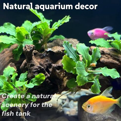 Driftwood for Aquarium, 2Pcs 9-14 ", Fish Tank or Reptile Decor, Natural Freshwater Driftwood Assorted Branches in Saudi Arabia