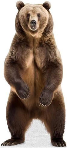 Bear - أشخاص من الورق المقوى بالحجم الطبيعي مع حامل دعم | الحيوانات -1 in Saudi Arabia