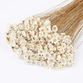 320 Stems Dried Flowers Brazilian Small Star Daisy Decorative Dried Flowers Mini Daisy Chamomile Bouquet for DIY Vase Wedding Wreath Card Making Table Gift Home Decor (White)