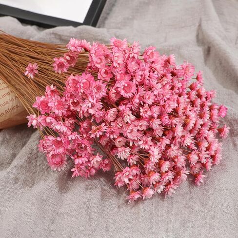 320 Stems Dried Flowers Brazilian Small Star Daisy Decorative Dried Flowers Mini Daisy Chamomile Bouquet for DIY Vase Wedding Wreath Card Making Table Gift Home Decor (White) in Kuwait