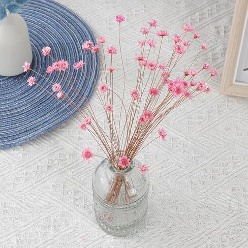 320 Stems Dried Flowers Brazilian Small Star Daisy Decorative Dried Flowers Mini Daisy Chamomile Bouquet for DIY Vase Wedding Wreath Card Making Table Gift Home Decor (White) in Kuwait