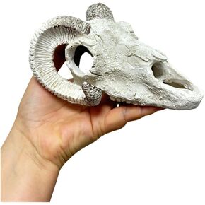 Skull Aquarium Decoration,6inch Resin Animal Sheep Skull Fish Tank Small Skull,Betta Fish Turtle Hidden,Bonsai beautification,Cave Landscape Pet Reptile House Shrimps & Snails Love Them (Black Horn)