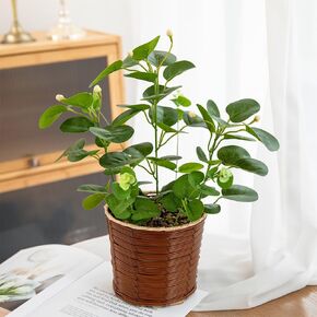 Fake Fruit- Bearing Plants 16.9 inches Tall Artificial Indoor Potted Eucalyptus Plants with Red Fruit in Cyan Rattan Pot for Shelf Table Bathroom Decorations Wedding Greenery Centerpiece