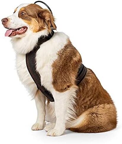 Assisi Loop 2.0 Manual Size: 10 cm Drug Free Therapy Treats Pain and Inflammation Acute or Chronic Conditions 150 Treatments, 1 Count (Pack of 1) in Saudi Arabia