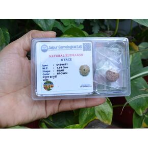Original Nepali Eight Faced Rudraksha / 8 Face / 8 Mukhi/Aath Mukhi Rudraksha with Certificate (Elaeocarpus ganitrus) Rudraksha Seeds Loose Beads Chakra Healing Spiritual Product (8 mukhi Rudraksha)