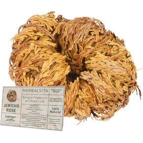 1 Big Size (2.5''-3.5'') Jericho Flower - Large Premium Rosa de Jericó (Resurrection Plant) – Symbol of Prosperity & Abundance, Ideal for Home Decor & Spiritual Healing