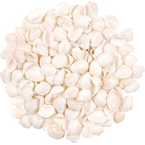 Bulk Natural White Small Seashell Clam Super Shells Assortment for DIY Craft Beach Decor