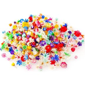 Wowagoga Mini Natural Dried Flowers Beige Dried Little Star Flowers Heads Real Dried Pressed Flowers for Jewelry Candle Card Making DIY Resin Ornaments（200 Pieces）