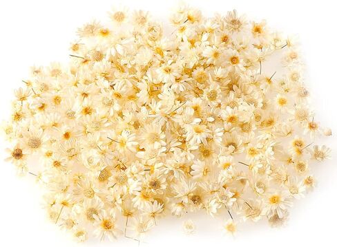 Wowagoga Mini Natural Dried Flowers Beige Dried Little Star Flowers Heads Real Dried Pressed Flowers for Jewelry Candle Card Making DIY Resin Ornaments（200 Pieces） in Saudi Arabia