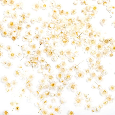 Wowagoga Mini Natural Dried Flowers Beige Dried Little Star Flowers Heads Real Dried Pressed Flowers for Jewelry Candle Card Making DIY Resin Ornaments（200 Pieces） in Saudi Arabia