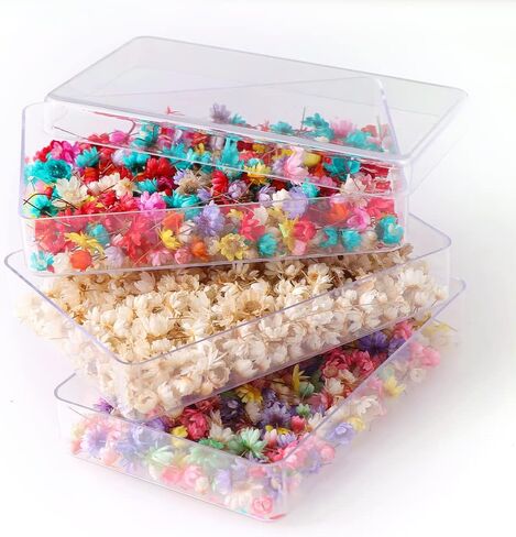 Wowagoga Mini Natural Dried Flowers Beige Dried Little Star Flowers Heads Real Dried Pressed Flowers for Jewelry Candle Card Making DIY Resin Ornaments（200 Pieces） in Saudi Arabia